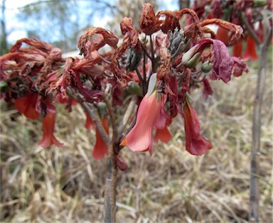 APII jpeg image of Bryophyllum delagoense  © contact APII