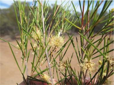 APII jpeg image of Melaleuca uncinata  © contact APII