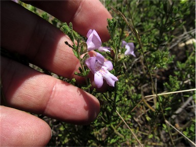 APII jpeg image of Prostanthera cryptandroides subsp. euphrasioides  © contact APII