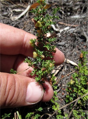 APII jpeg image of Dodonaea macrossanii  © contact APII