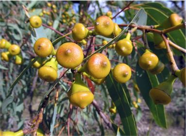 APII jpeg image of Corymbia watsoniana  © contact APII