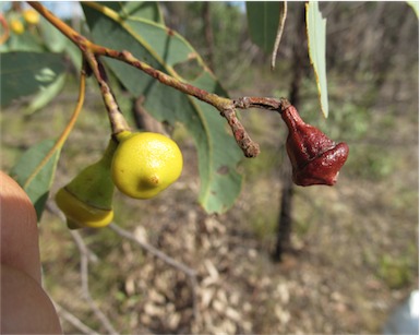 APII jpeg image of Corymbia watsoniana  © contact APII