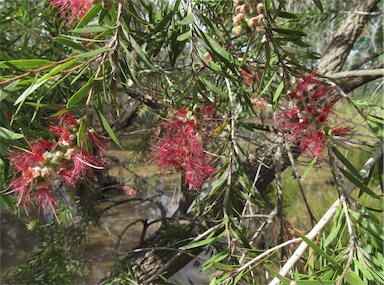 APII jpeg image of Melaleuca viminalis  © contact APII