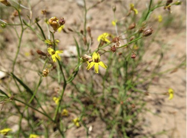 APII jpeg image of Goodenia gracilis  © contact APII