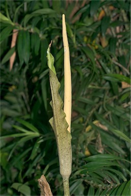 APII jpeg image of Amorphophallus galbra  © contact APII