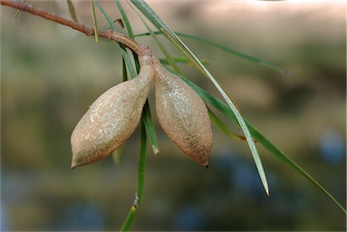 APII jpeg image of Hakea arborescens  © contact APII