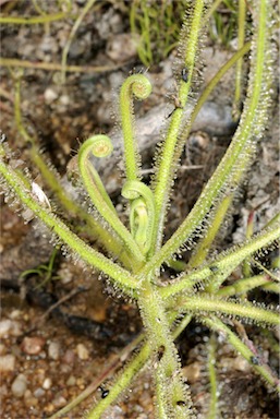 APII jpeg image of Drosera indica  © contact APII