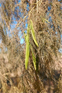 APII jpeg image of Vachellia sutherlandii  © contact APII