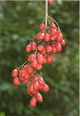 APII jpeg image of Connarus conchocarpus subsp. conchocarpus  © contact APII