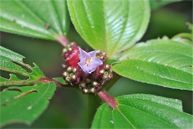 APII jpeg image of Tristemma mauritianum var. mauritianum  © contact APII