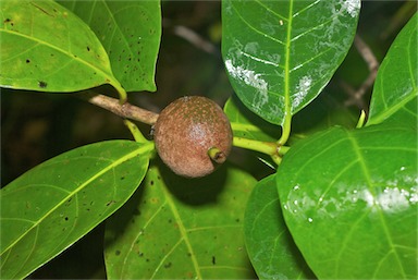 APII jpeg image of Atractocarpus sessilis  © contact APII