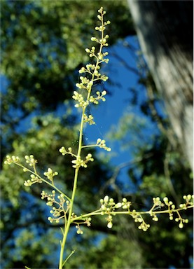 APII jpeg image of Atalaya angustifolia  © contact APII