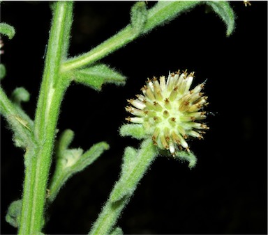 APII jpeg image of Pterocaulon ciliosum  © contact APII