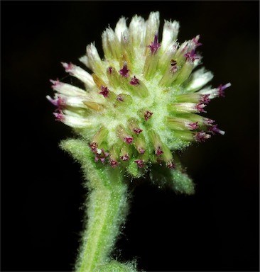 APII jpeg image of Pterocaulon ciliosum  © contact APII