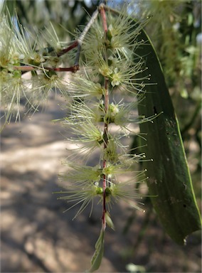 APII jpeg image of Melaleuca fluviatilis  © contact APII