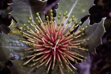 APII jpeg image of Banksia ilicifolia  © contact APII