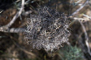 APII jpeg image of Banksia sphaerocarpa var. dolichostyla  © contact APII