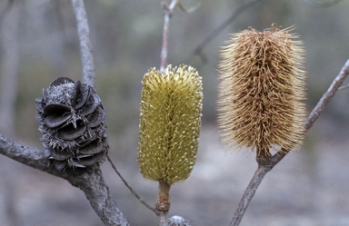 APII jpeg image of Banksia marginata  © contact APII