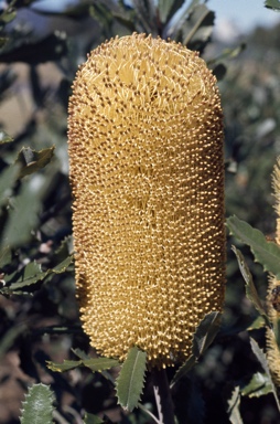 APII jpeg image of Banksia media  © contact APII