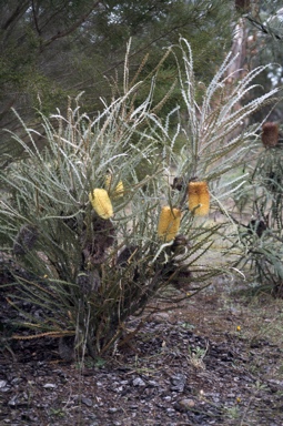 APII jpeg image of Banksia elderiana  © contact APII