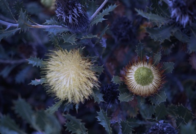 APII jpeg image of Banksia heliantha  © contact APII