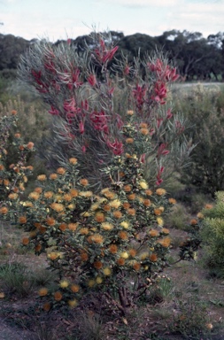 APII jpeg image of Hakea francisiana,<br/>Banksia undata  © contact APII