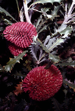 APII jpeg image of Banksia caleyi  © contact APII