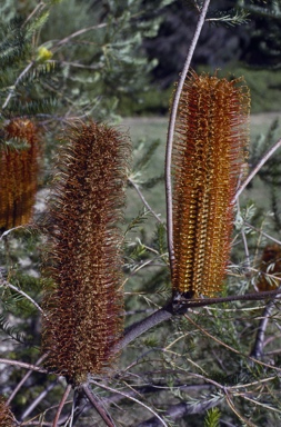 APII jpeg image of Banksia ericifolia  © contact APII