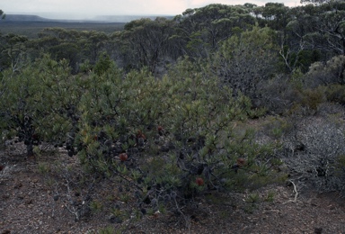 APII jpeg image of Banksia laevigata var. laevigata  © contact APII