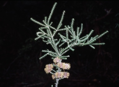 APII jpeg image of Banksia meisneri var. meisneri  © contact APII