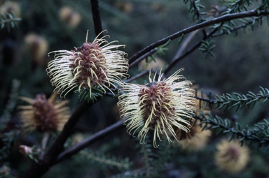 APII jpeg image of Banksia meisneri var. meisneri  © contact APII