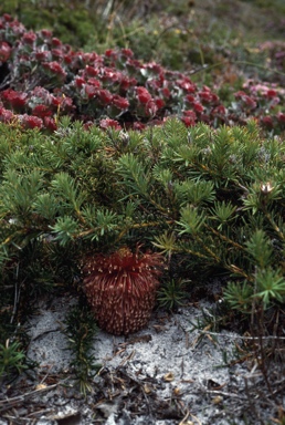 APII jpeg image of Banksia nutans var. cernuella  © contact APII