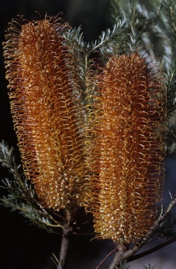 APII jpeg image of Banksia ericifolia  © contact APII