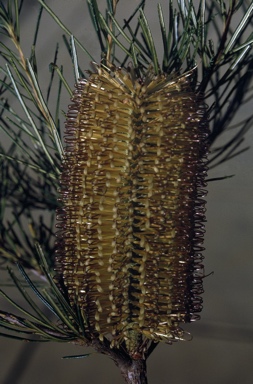 APII jpeg image of Banksia spinulosa  © contact APII