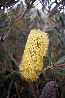 APII jpeg image of Banksia oblongifolia  © contact APII