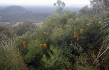 APII jpeg image of Banksia conferta var. conferta  © contact APII