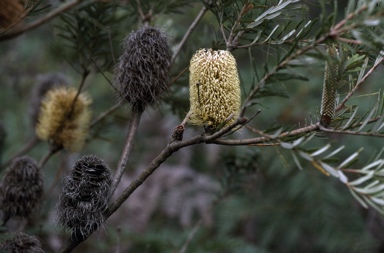 APII jpeg image of Banksia marginata  © contact APII