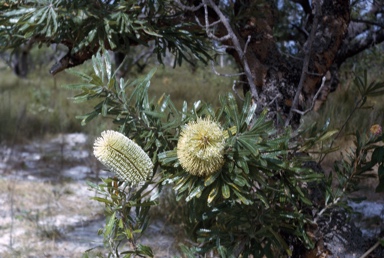 APII jpeg image of Banksia aemula  © contact APII