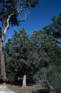 APII jpeg image of Banksia serrata  © contact APII