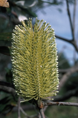 APII jpeg image of Banksia integrifolia  © contact APII