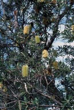 APII jpeg image of Banksia integrifolia  © contact APII