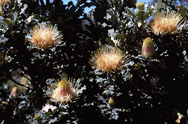 APII jpeg image of Banksia undata  © contact APII