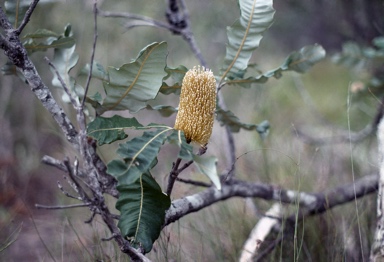 APII jpeg image of Banksia dentata  © contact APII