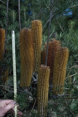 APII jpeg image of Banksia 'Giant Candles'  © contact APII