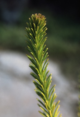 APII jpeg image of Banksia ericifolia 'Limelight'  © contact APII