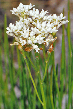 APII jpeg image of Conospermum sphacelatum  © contact APII