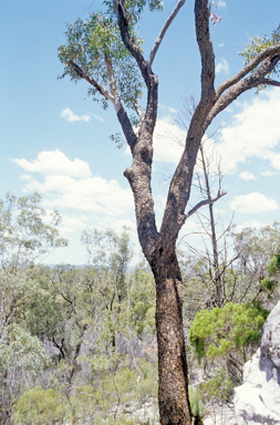 APII jpeg image of Eucalyptus cloeziana  © contact APII