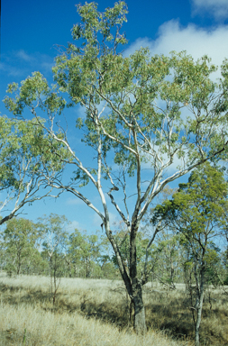 APII jpeg image of Eucalyptus orgadophila  © contact APII