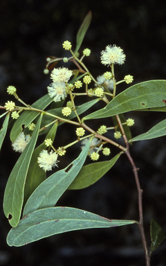 APII jpeg image of Acacia penninervis  © contact APII