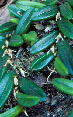 APII jpeg image of Bulbophyllum shepherdii  © contact APII